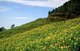Thailand: Mexican sunflowers on a hillside in Mae Hong Son province, northern Thailand